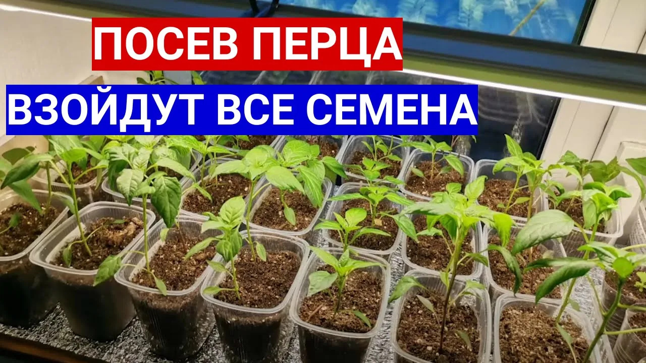 ПОСЕВ ПЕРЦА - ВЗОЙДЕТ КАЖДОЕ СЕМЕЧКО! ЗАМАЧИВАНИЕ СЕМЯН ПЕРЦА ПЕРЕД ПОСЕВОМ!