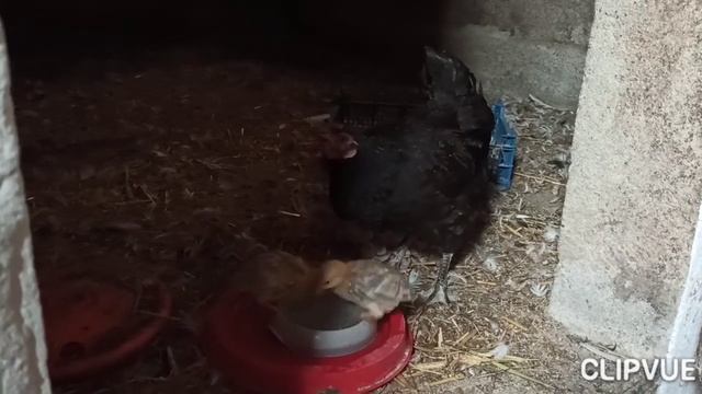 ПРОМЕНАД НА ФРАНЦУЗСКУЮ ФЕРМУ. ГОЛУБИ, КУРЫ, УТКИ-БЕГУНЫ И ТРИ СЮРПРИЗА.. . смотреть онлайн