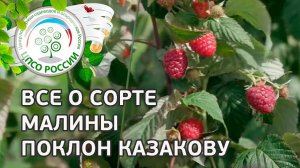 Сорт малины Поклон Казакову.  Ремонтантная малина Поклон Казакову, описание и особенности сорта.