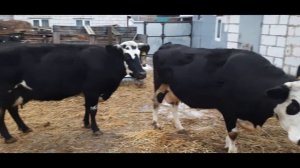 НОВОСТИ ПО ХОЗЯЙСТВУ! БЫКИ И КОРОВЫ