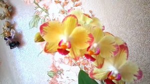 Орхидея Phalaenopsis Bee Sting. Комнатный цветокOrchid Phalaenopsis Bee Sting. Room flower.mp4