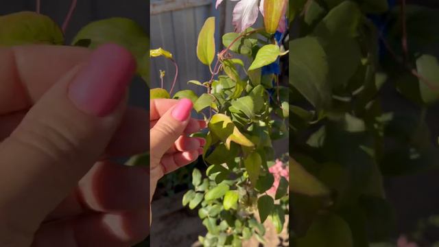 Клематис Tae смотреть онлайн