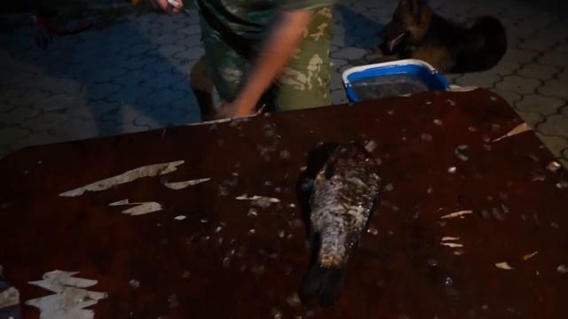 сталь D2. Нож лис от кузницы Эльбрус. Чистка и разделка крупного Карася смотреть онлайн