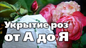 Зимовка роз. Как подготовить, сроки и материалы для укрытия. Советы специалиста