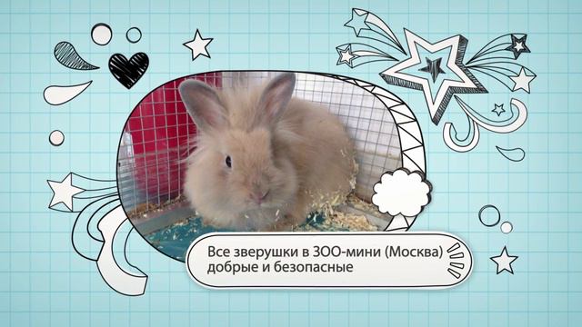 ЗОО-мини (Москва) смотреть онлайн
