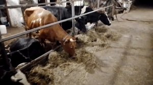 коровы .работа.ферма.