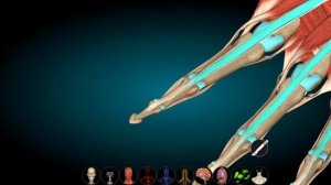 Мышцы, фасции и борозды предплечья: анатомия и функции. Локтевая ямка. Анатомическая табакерка.