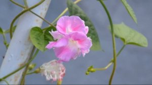 Ипомея махровая