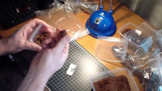 Проращивание косточковых. смотреть онлайн