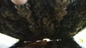 Расширение гнезда в улье по принципу дупла.