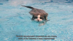 Умеют ли кошки плавать