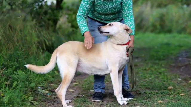 ДИНА ИЩЕТ ДОМ смотреть онлайн