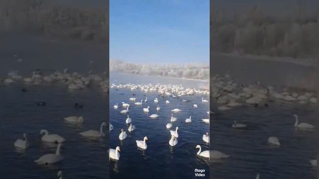 ЛЕБЕДИНОЕ ОЗЕРО на АЛТАЕ 🦢🦢