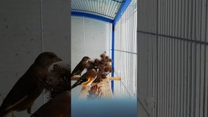 Нетрадиционный корм для клеста -еловика