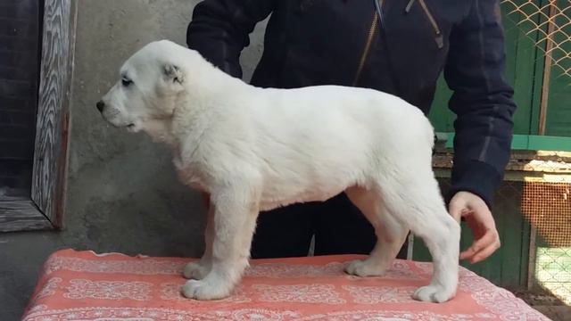 Али Аладжа ТИЛЛА, 2 мес 12 дней смотреть онлайн