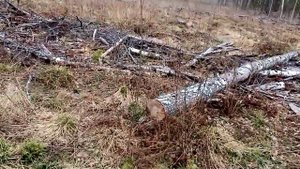 Заготовка валежника в Тверской области