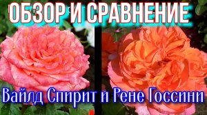 Роза Вайлд Спирит и Рене Госсини. Обзор и сравнение.