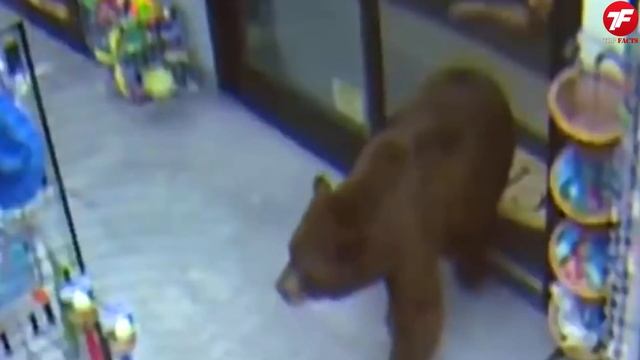 Такое Редко Увидишь! Скрытые Записи с Камер Наблюдения смотреть онлайн