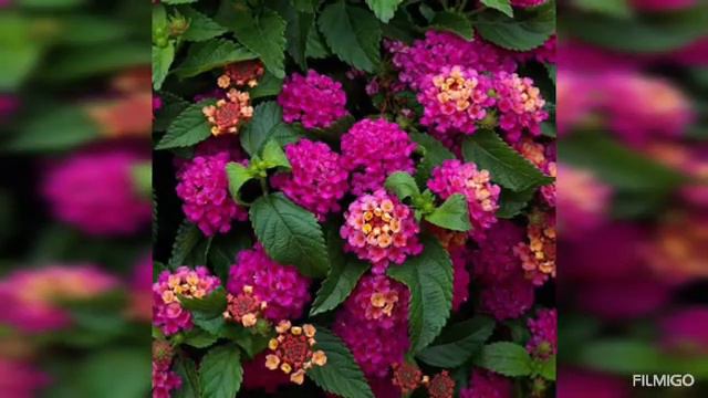 lantana - different varieties- tick berry -Spanish flag- magwagwa - mukenia смотреть онлайн
