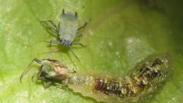 Biocontrol | Wikipedia audio article