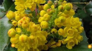 Магония падуболистная. Краткий обзор, описание характеристик, где купить саженцы