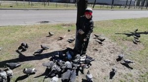 Весёлые голуби