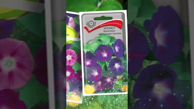 Цветущие однолетние лианы для сада.?