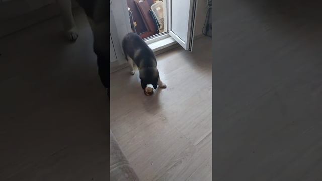 Собака улыбака! Хаски . Бублик смотреть онлайн