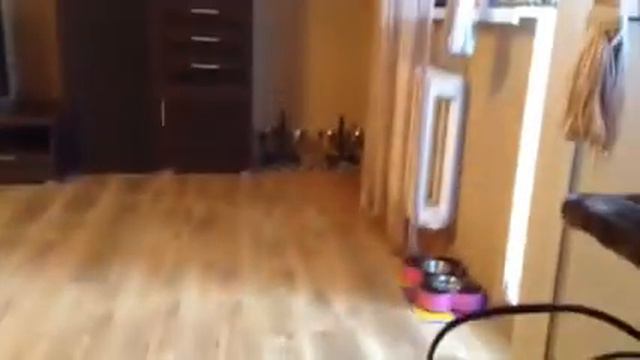 Как кушает Марсик) смотреть онлайн