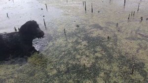 Натаска дратхара