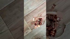 Добываем медь из электро автомата