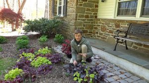 CORAL BELLS (Heuchera spp.) - Where to Plant & How to Grow