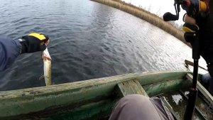 Рыбалка на Сейму. Щука атакует воблера!  (Курская обл.)