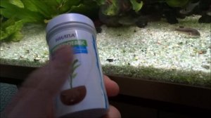 Про Эхинодорусы! Рост растений с сентября по февраль 2023г