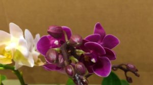 ОРХИДЕИ МИНИ фаленопсисы  КАК НАЗЫВАЮТСЯ и во что будем сажать?