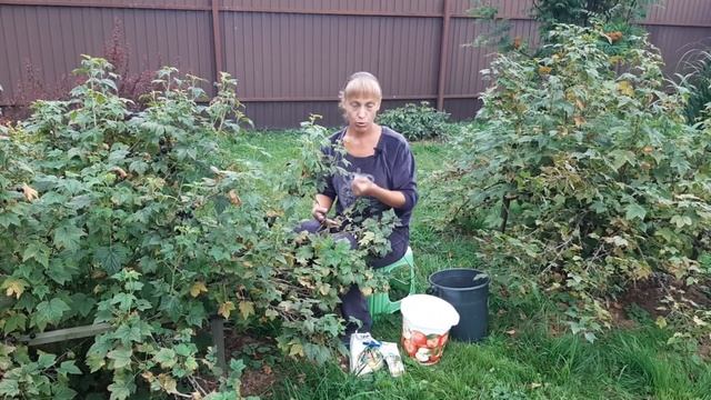 Смородина, правильный сбор урожая и последующий уход за кустами. смотреть онлайн