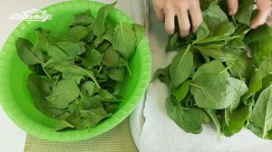 Пора заготавливать Шпинат на зиму. Зимние заготовки в мае, июне. Как собирать шпинат с грядки?