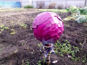 ? Салат из красной капусты со своей изюминкой для вкуса