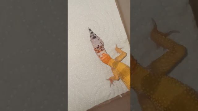 Малыш эублефара Хвостик оказался самочкой! смотреть онлайн