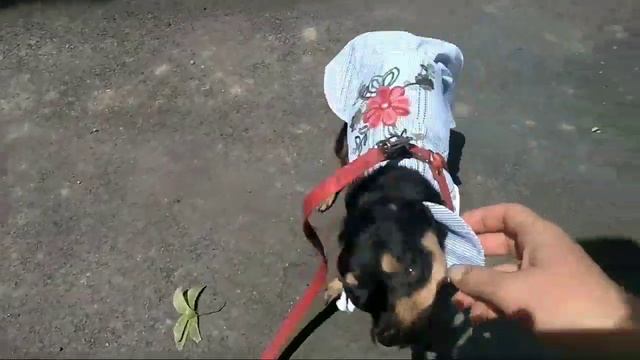 Fifa одежда на той терьера Норочку.Хомяк в вишнёвом соке? смотреть онлайн