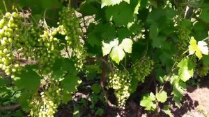 ВИНОГРАД ПОДМОСКОВЬЯ в ИЮЛЕ 2020. Сорта винограда. Часть # 2 .ТопСад