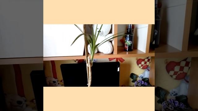 Многострадальная драцена...