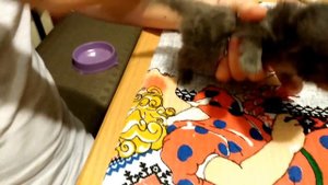 Как кормить котёнка-подкидыша (слепыша) ОН ОТКРЫЛ ГЛАЗА