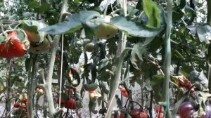 ???ТОМАТ ((( РОЗОВЫЙ СИБИРСКИЙ ТИГР)))