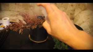 Выращивание можжевельника в домашних условиях