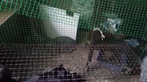 Лайф Хак Клетка для Кошек из Садовой Сетки