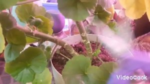 Готовлю пеларгонию к зиме/ осеннее черенкование пеларгонии ???