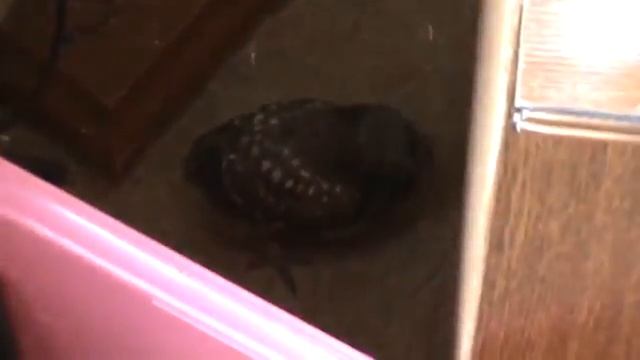 сова умная птичка ! прячется смотреть онлайн