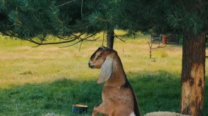 Подписчики написали, а мы сделали. Словили запретную рыбу в черничном пруду. Печки лавочки  ВЛОГ
