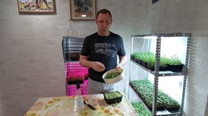 МИКРОЗЕЛЕНЬ ДОМА | КАК ВЫРАСТИТЬ МИКРОЗЕЛЕНЬ ДОМА | БИЗНЕС МИКРОЗЕЛЕНЬ | МИКРОЗЕЛЕНЬ С ЧЕГО НАЧАТЬ
